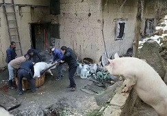 农村猪看杀猪（知道的太多反而不快乐）