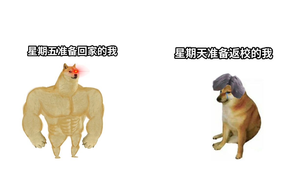 好多肌肉狗與小廢狗(doge vs cheems)-網友們分享製作的梗圖